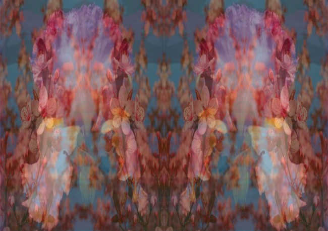 Cherry Blossom Tree 2011