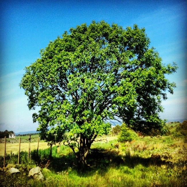 Tree I by Joakim Lund