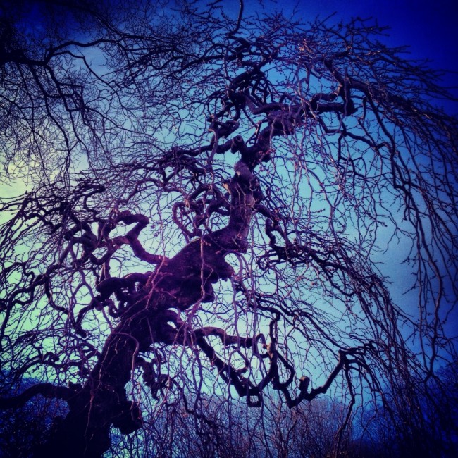 Tree IV by Joakim Lund
