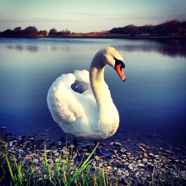 Swan by Joakim Lund