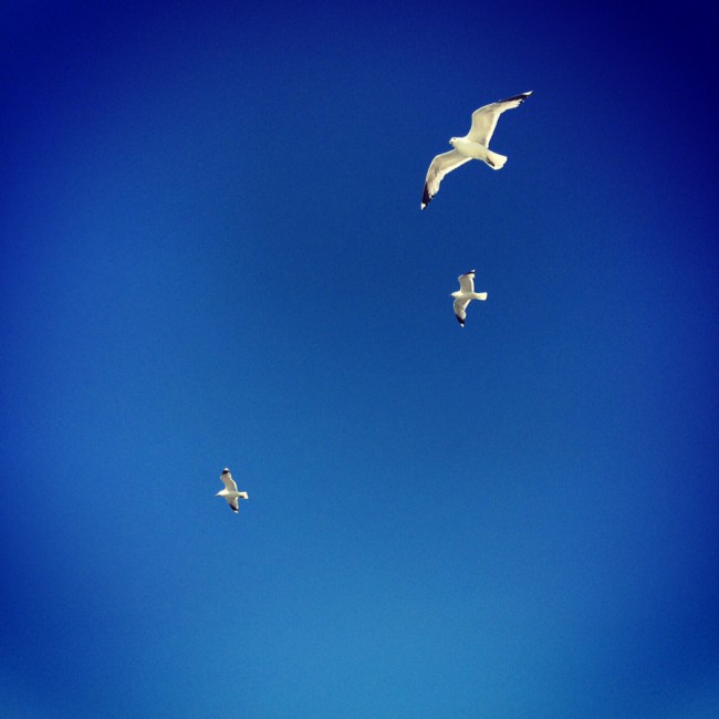 The Seagull Series by Joakim Lund 2015
