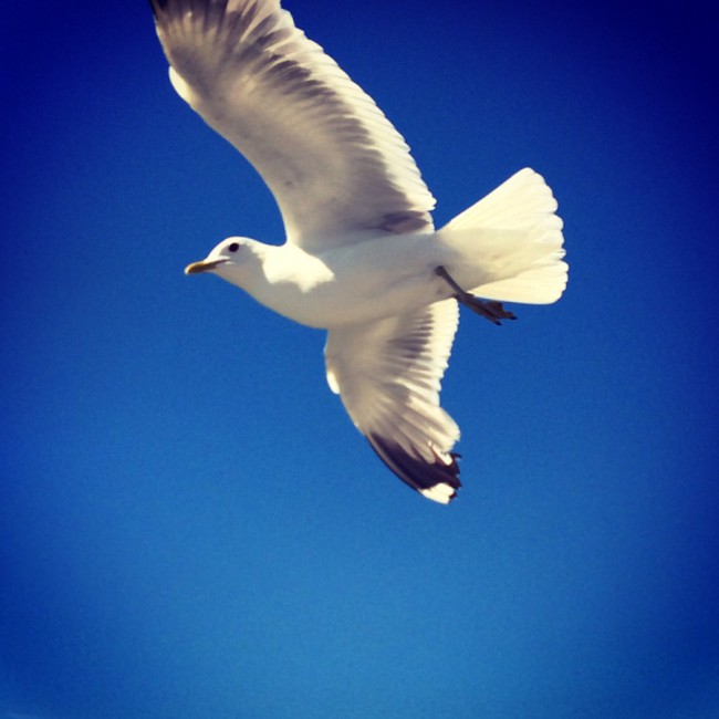 The Seagull Series by Joakim Lund 2015