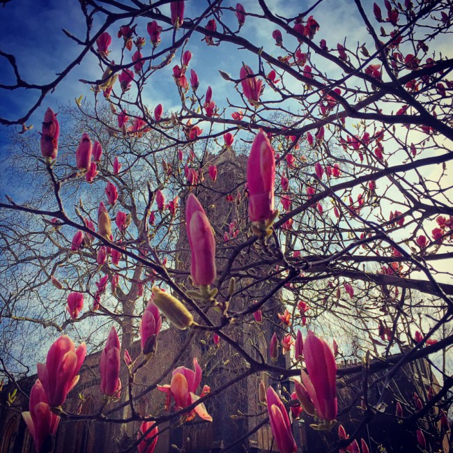 Magnolias I - Joakim Lund 2016